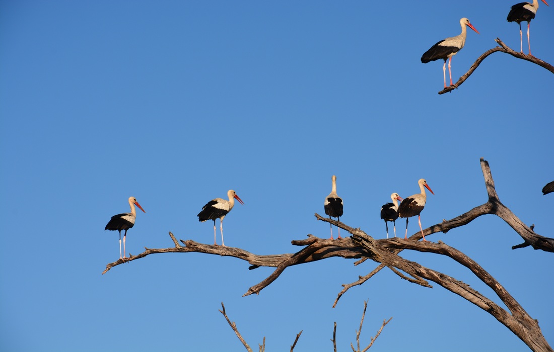 White storks included in birdwatching programme